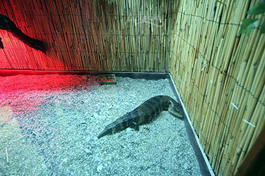 Экзотариум Кабардинки, Геленджик