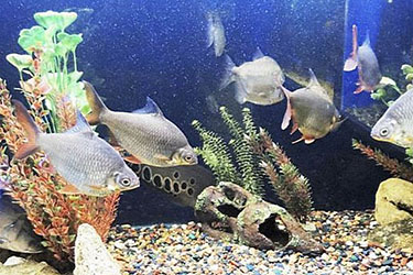 Океанариум Кабардинки, Геленджик