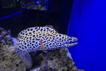 Океанариум Кабардинки, Геленджик