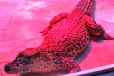 Экзотариум Кабардинки, Геленджик