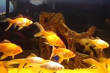 Океанариум Кабардинки, Геленджик