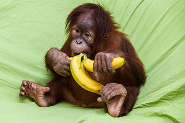 Сафари-Парк, Кабардинка, Геленджик