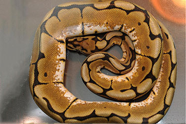 Экзотариум Кабардинки, Геленджик