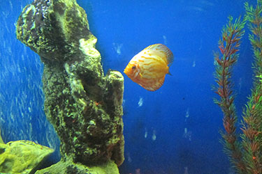 Океанариум Кабардинки, Геленджик